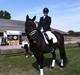 Dansk Varmblod Black Beauty (tidligere hest)