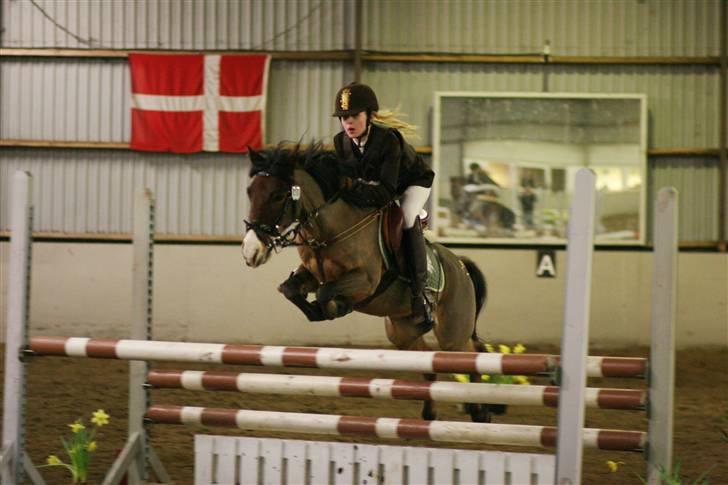 Anden særlig race Don Pedro billede 6