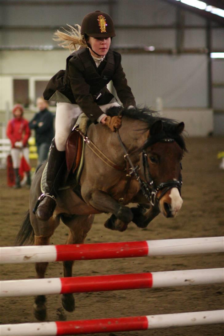 Anden særlig race Don Pedro billede 7