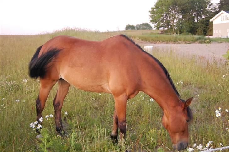 Anden særlig race Don Pedro billede 8