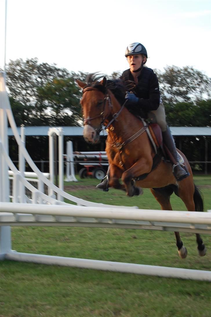 Anden særlig race Don Pedro billede 9