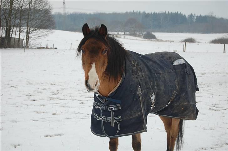 Anden særlig race Don Pedro billede 10