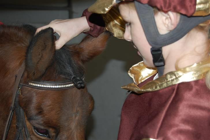 Anden særlig race Don Pedro billede 11