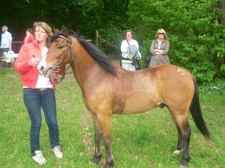 Anden særlig race Don Pedro billede 12