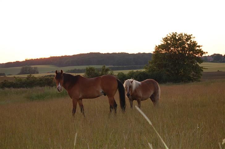 Anden særlig race Don Pedro billede 13
