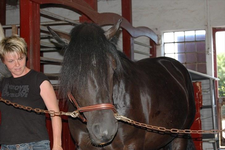 Nordsvensk Skovhest Elvis  billede 6