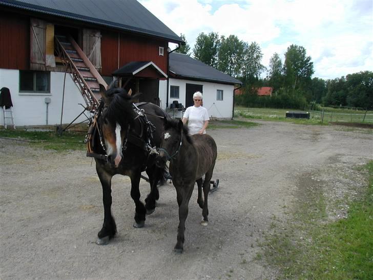 Nordsvensk Skovhest Elvis  - prægning til vognkørsel sammen med mor Ritva og den svenske opdrætter billede 10