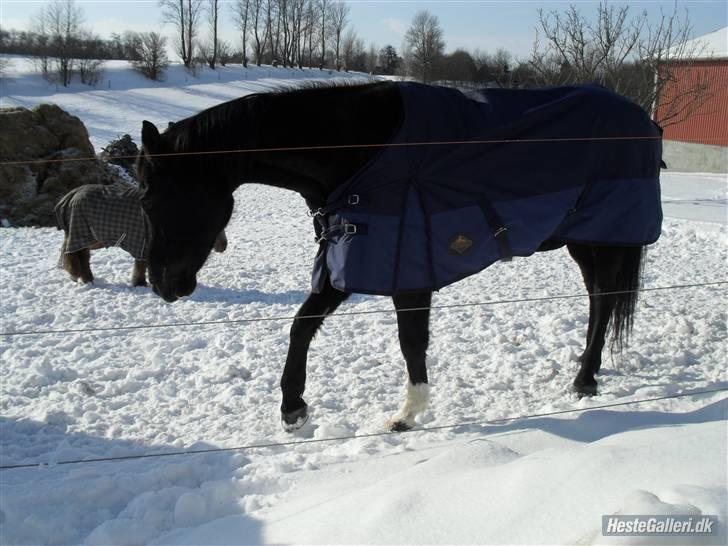 Dansk Varmblod Ofelia billede 1