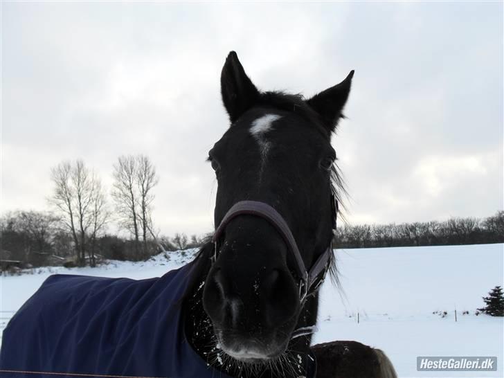 Dansk Varmblod Ofelia billede 2