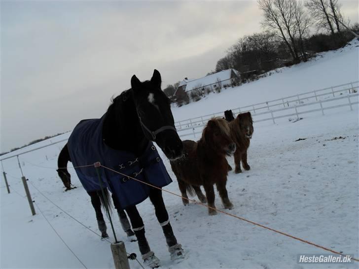 Dansk Varmblod Ofelia billede 3