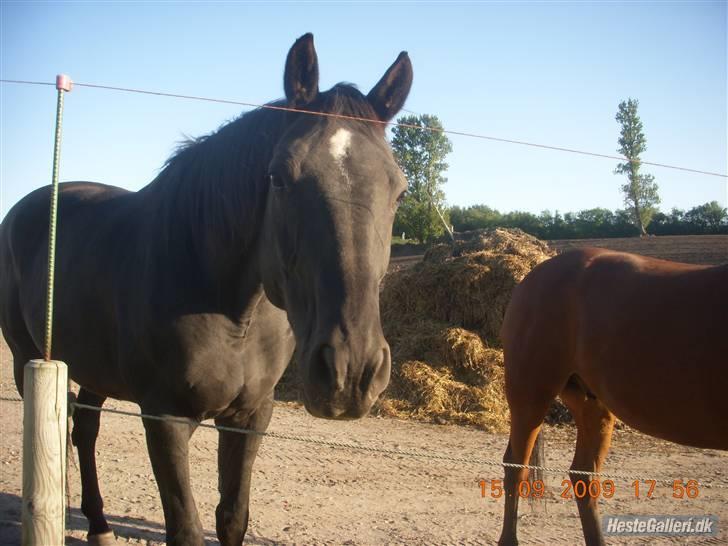 Dansk Varmblod Ofelia billede 4