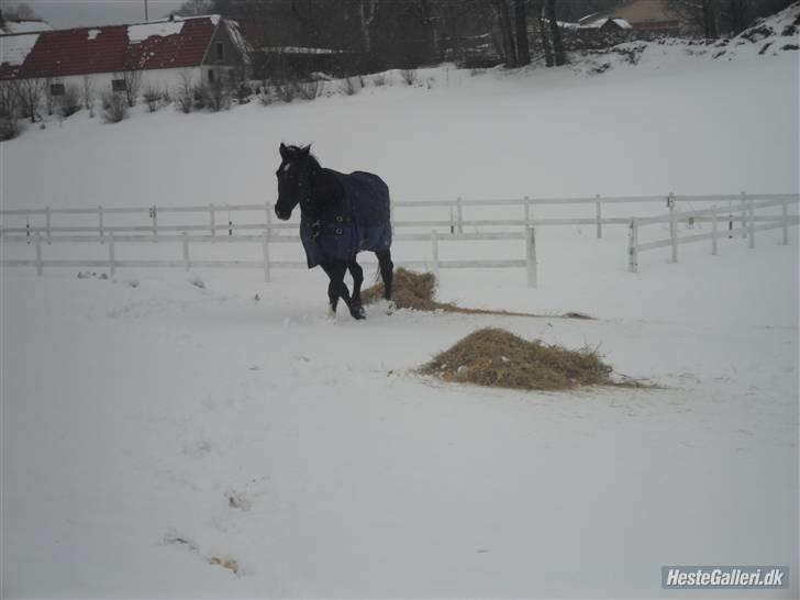 Dansk Varmblod Ofelia billede 5