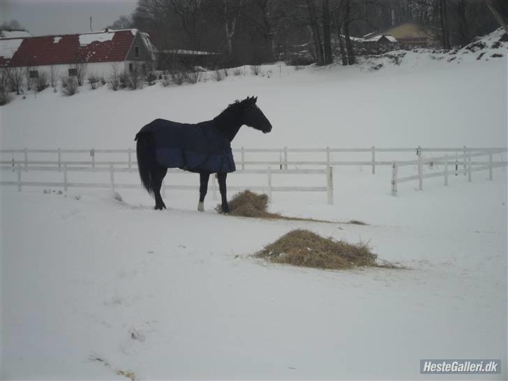 Dansk Varmblod Ofelia billede 6
