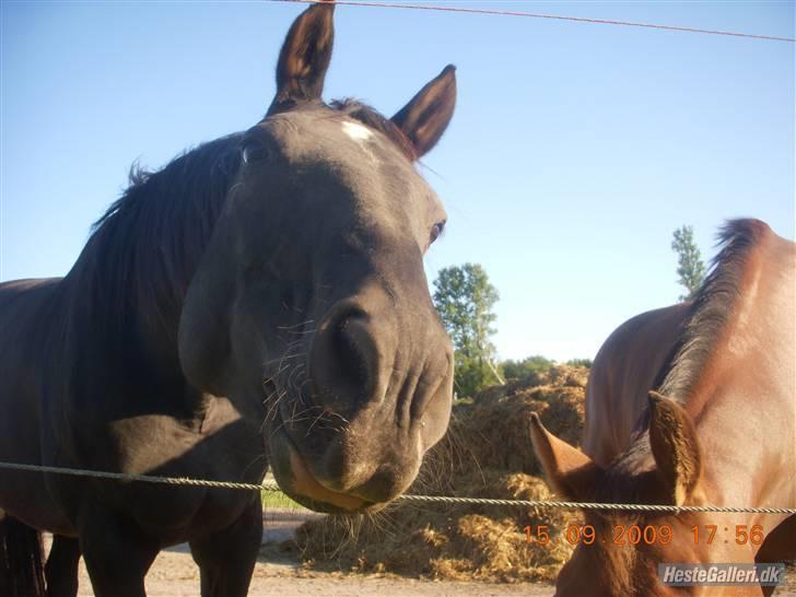 Dansk Varmblod Ofelia billede 7