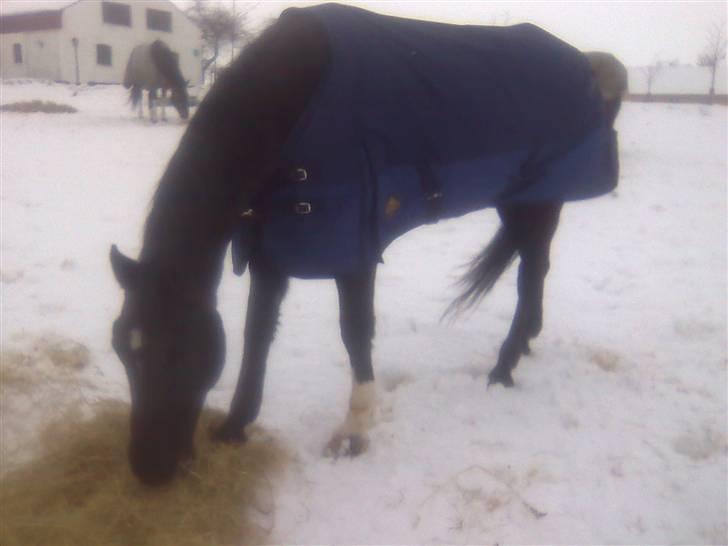 Dansk Varmblod Ofelia billede 8