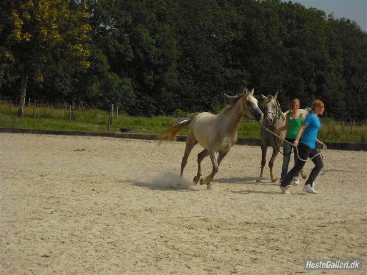 Arabisk fuldblod (OX) CA Ori billede 15