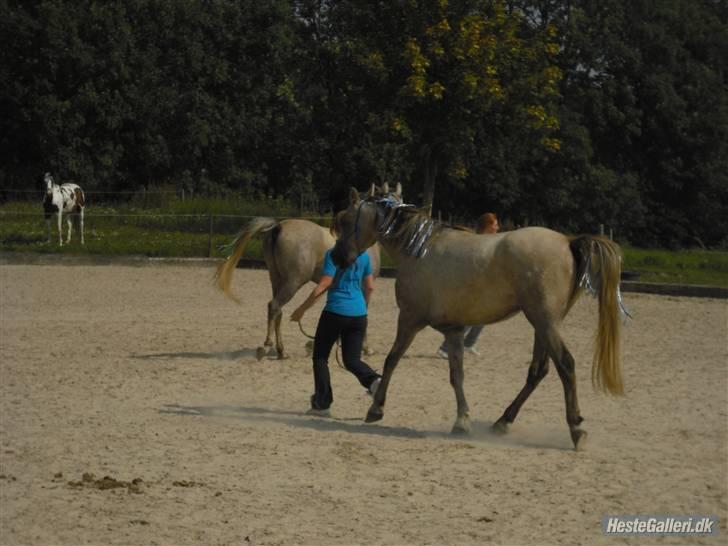 Arabisk fuldblod (OX) CA Ori billede 16