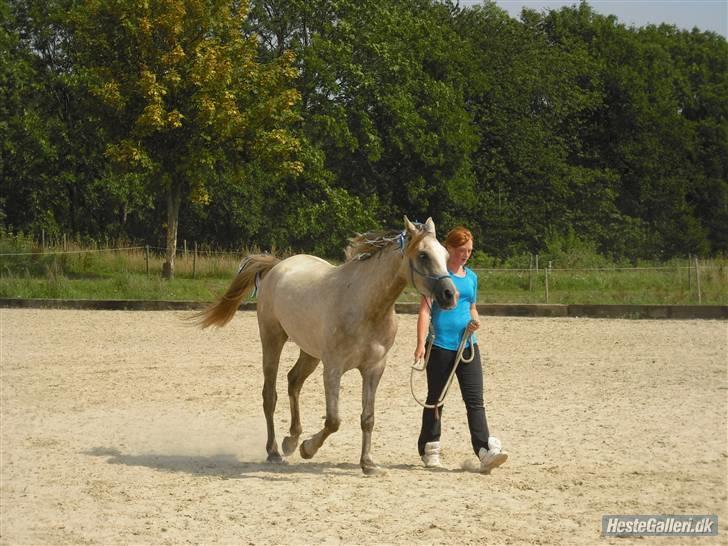 Arabisk fuldblod (OX) CA Ori billede 20