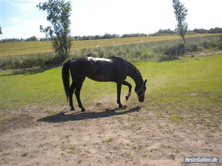 Dansk Varmblod Ofelia billede 9