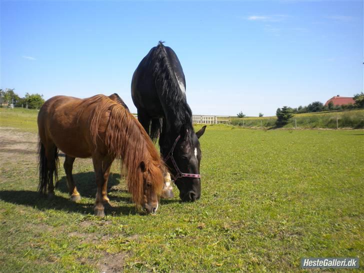 Dansk Varmblod Ofelia billede 10