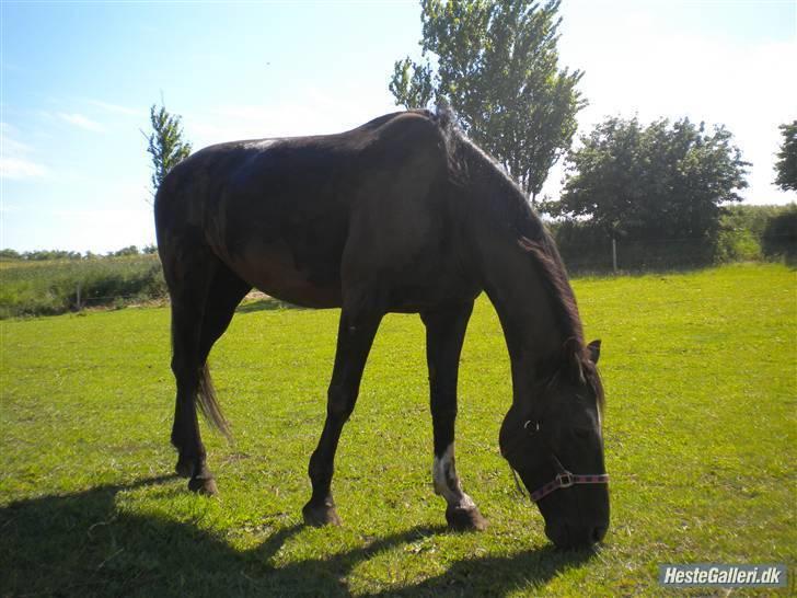 Dansk Varmblod Ofelia billede 11