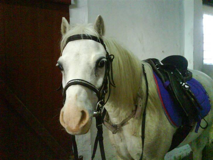 Welsh Mountain (sec A) Rumle billede 6