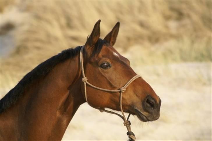 Trakehner Tavella SOLGT billede 2