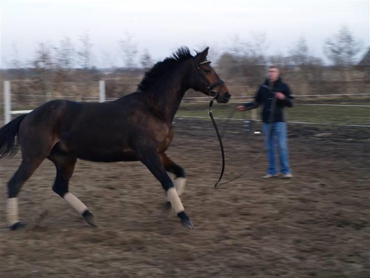 Trakehner Tavella SOLGT billede 6