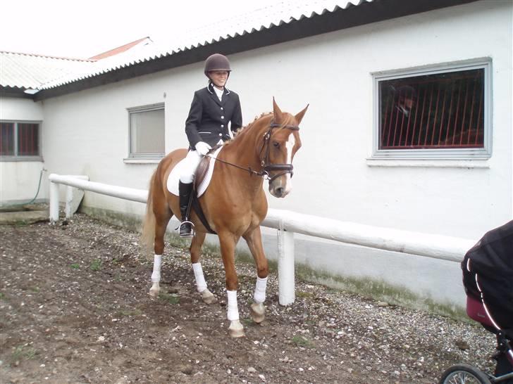 Anden særlig race Gyvelgårdens Jolly - Tina og Jolly i Vegger  billede 7