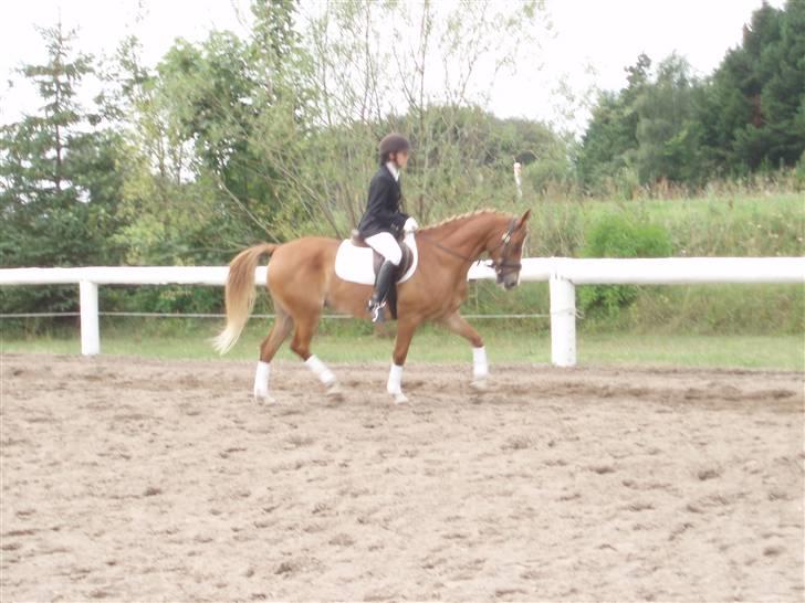 Anden særlig race Gyvelgårdens Jolly - Tina og Jolly i Vegger  billede 8