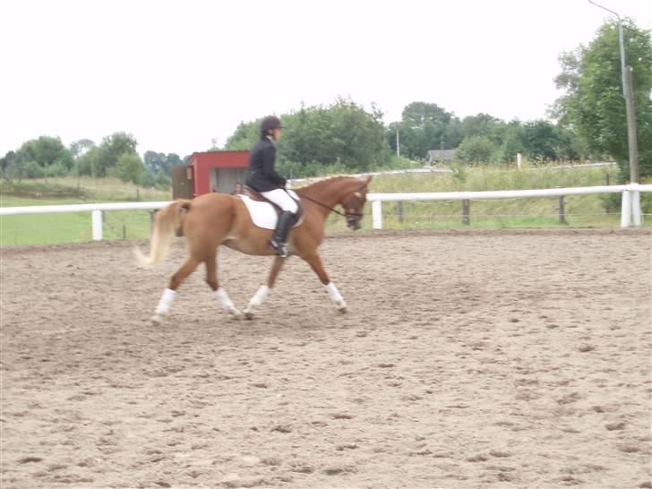Anden særlig race Gyvelgårdens Jolly - Tina og Jolly i Vegger  billede 9