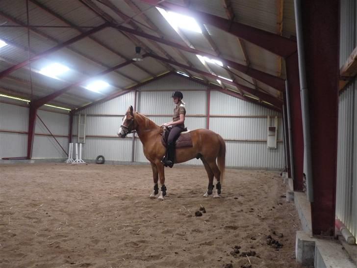 Anden særlig race Gyvelgårdens Jolly - Vi træner billede 10