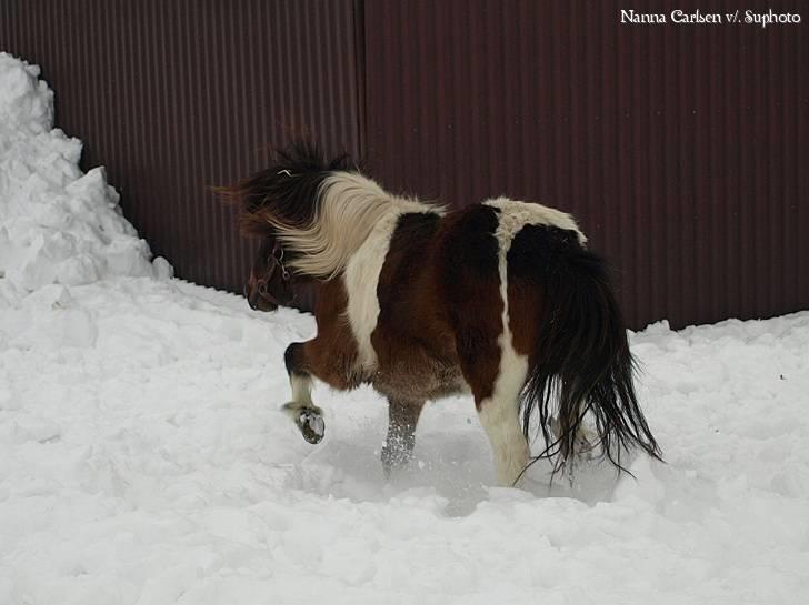 Anden særlig race Brego Solgt billede 10