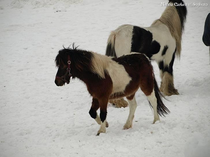 Anden særlig race Brego Solgt billede 11