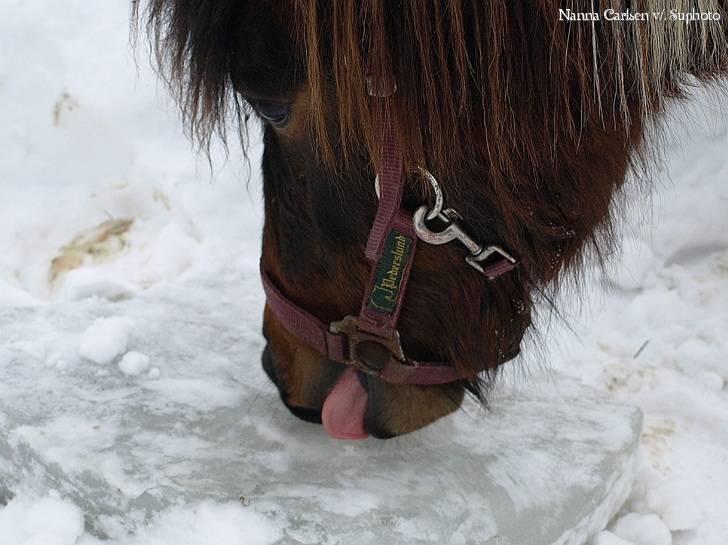 Anden særlig race Brego Solgt billede 12