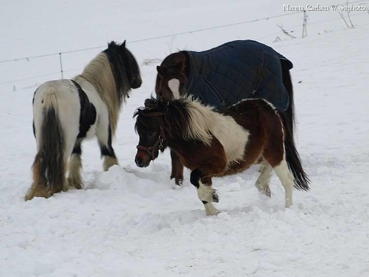 Anden særlig race Brego Solgt billede 13