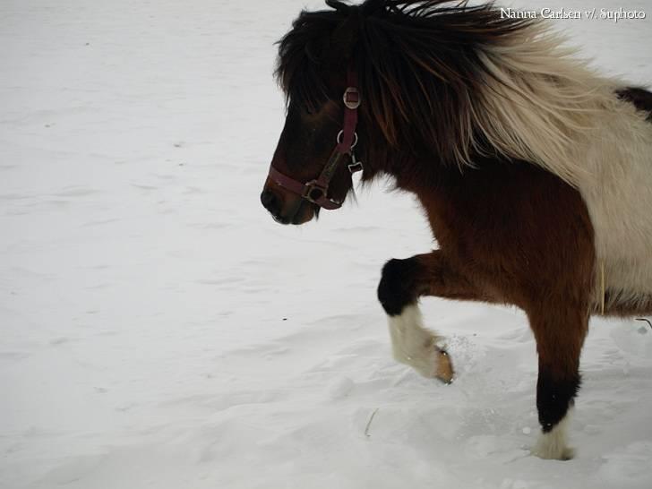 Anden særlig race Brego Solgt billede 14