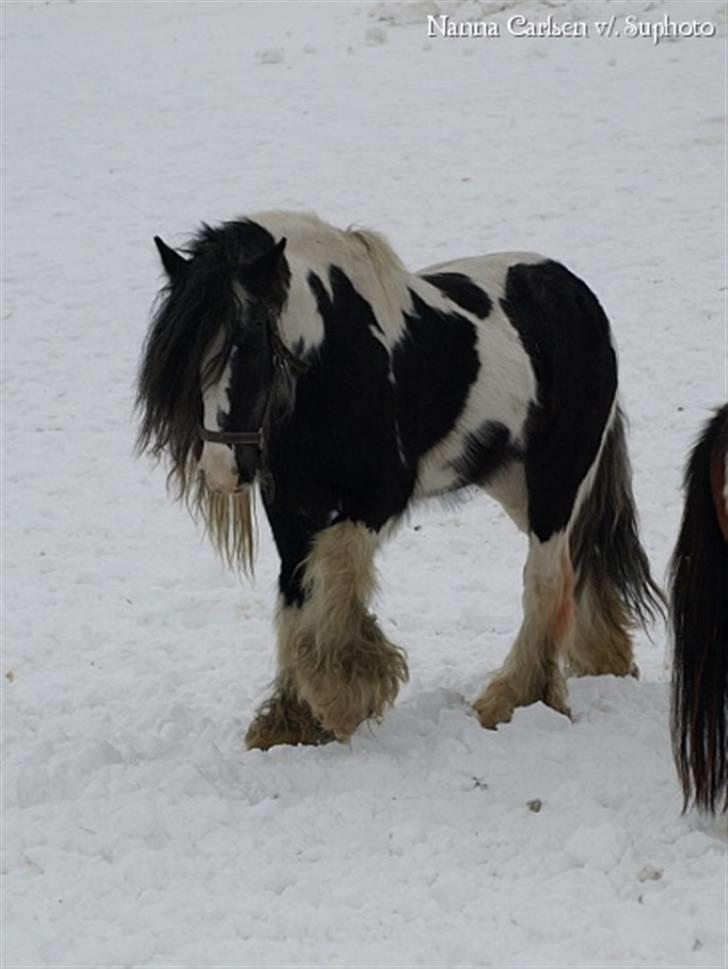 Irish Cob Danny Boy R.I.P - Sne 2010 sikke et vejr... billede 20