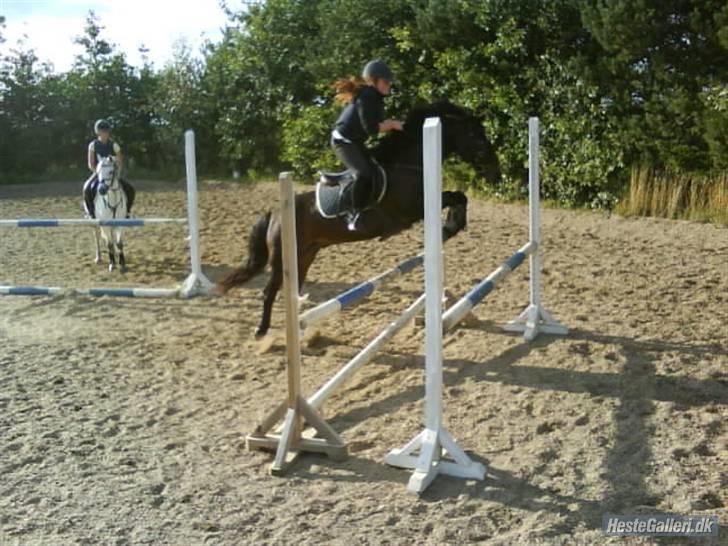 Connemara Bobby af Boest Nørregaard - gammelt billede men dejligt (: tak kiz billede 17