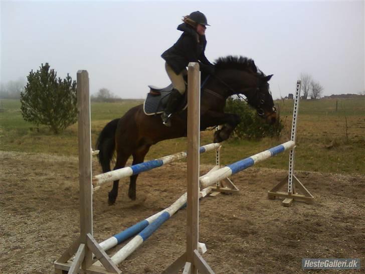 Connemara Bobby af Boest Nørregaard billede 18