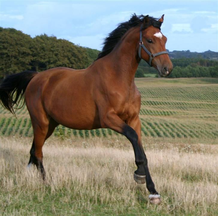 Dansk Varmblod Elkjærsmindes Fellow billede 1