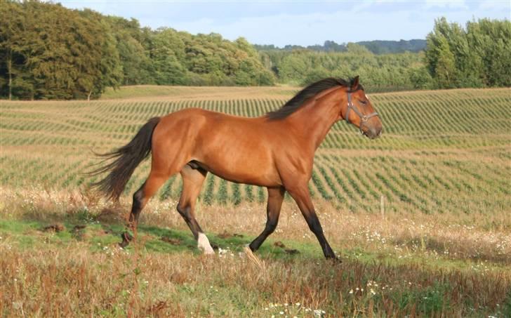 Dansk Varmblod Elkjærsmindes Fellow billede 2