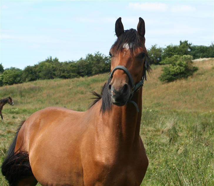 Dansk Varmblod Elkjærsmindes Fellow billede 3