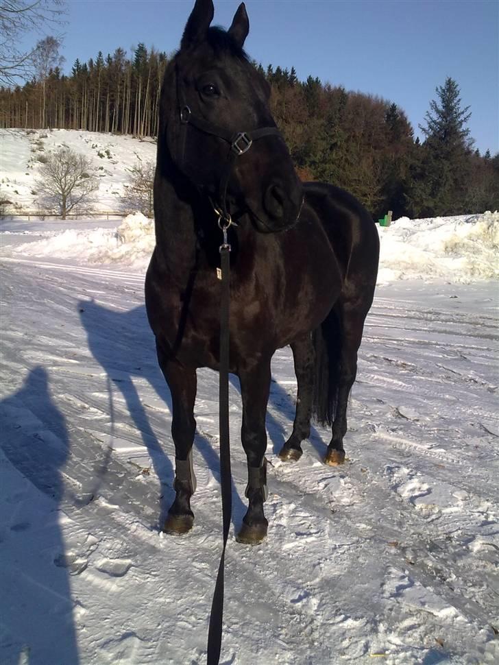 Anden særlig race Nairobi billede 2