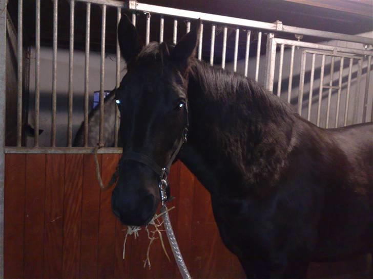 Anden særlig race Nairobi billede 3