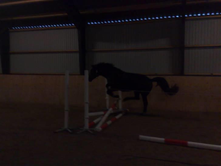 Anden særlig race Nairobi billede 4