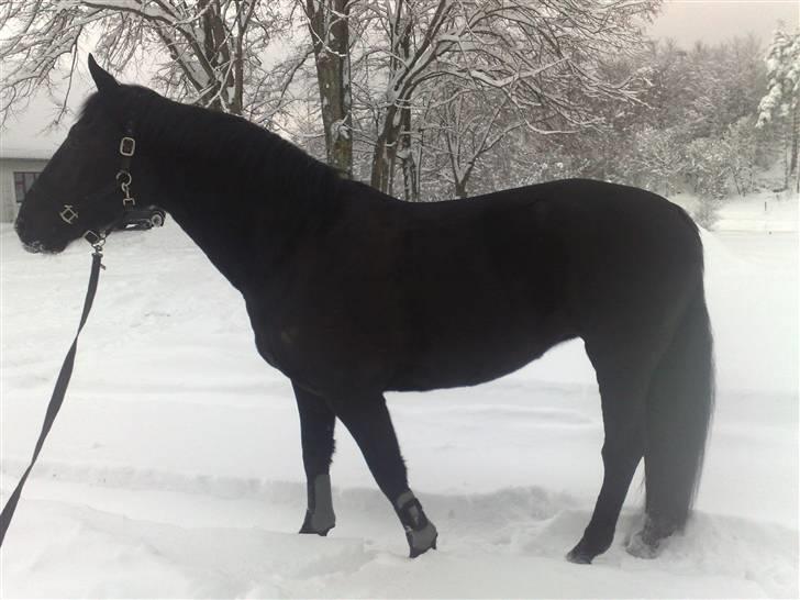 Anden særlig race Nairobi billede 5