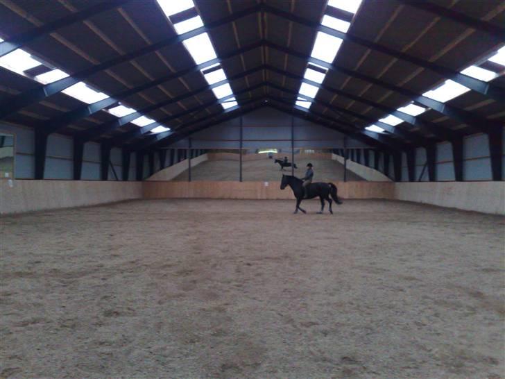 Anden særlig race Nairobi billede 6