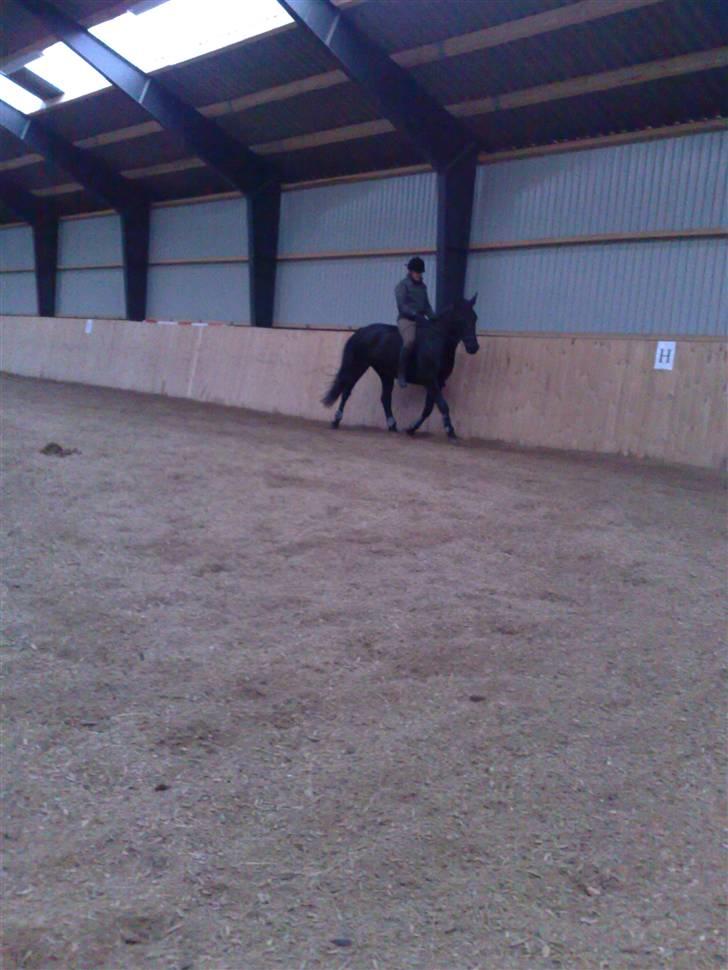 Anden særlig race Nairobi billede 7