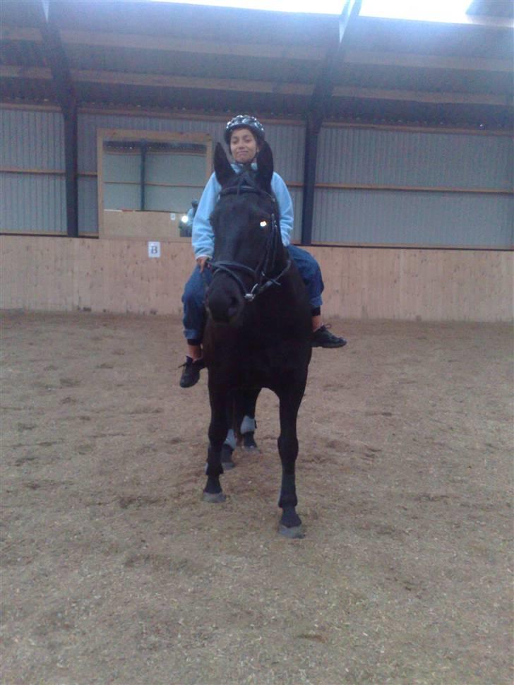 Anden særlig race Nairobi billede 8